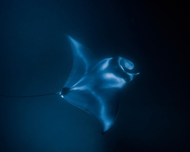 Private Manta Ray Night Snorkel in Waimea, Big Island