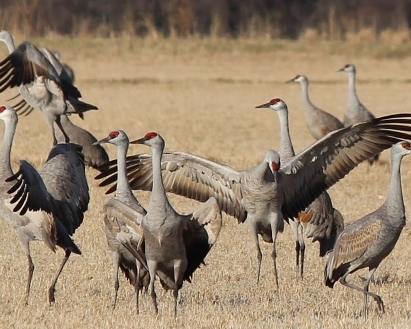 Sandhill Cranes Bus Tour