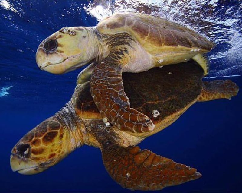 Private 2-Tank Reef Dive Charter in Riviera Beach
