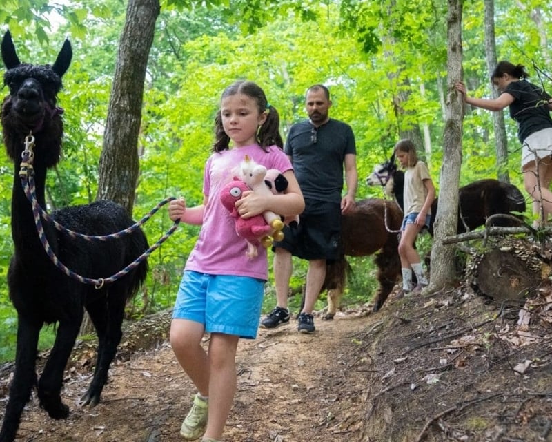 Llama Trek in Cosby