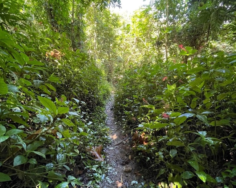 Rainforest Hike to a Hidden Waterfall from San Juan