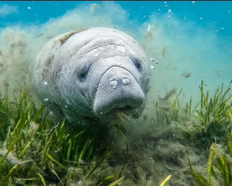 Private Manatee Snorkel Tour in Crystal River