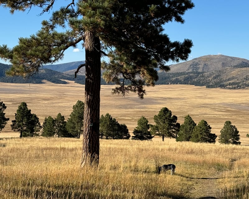 Jemez Mountains Supervolcano Day Tour from Santa Fe