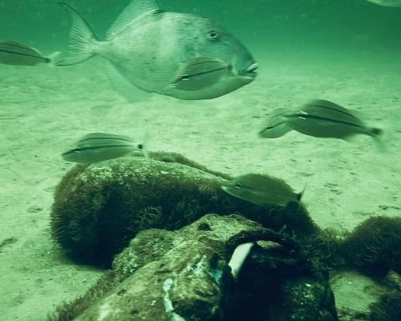 Orange Beach Wreck & Reef Dive Trip