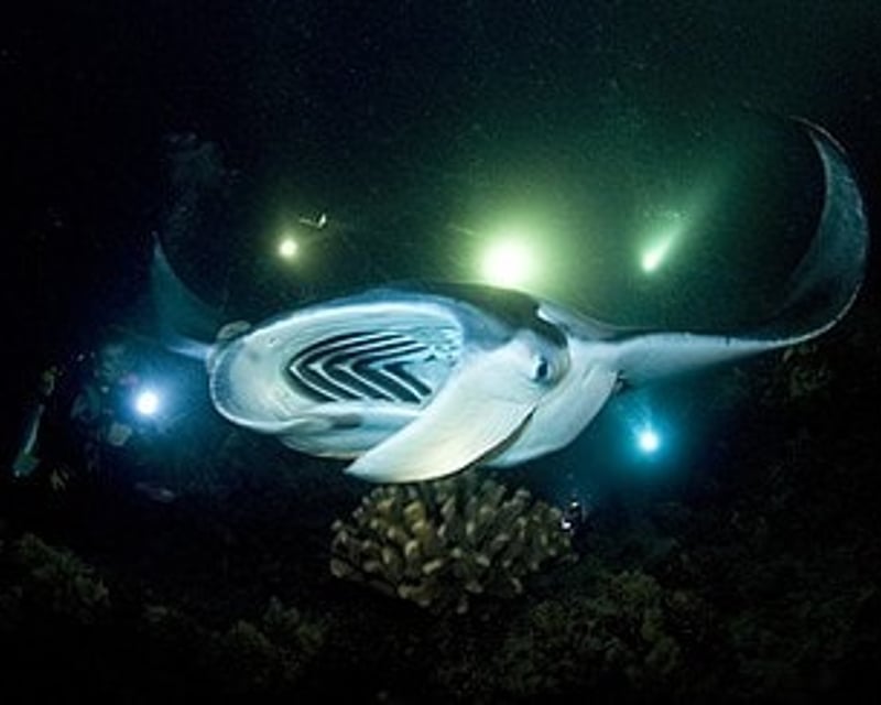 Late Manta Ray Snorkel Cruise in Kona