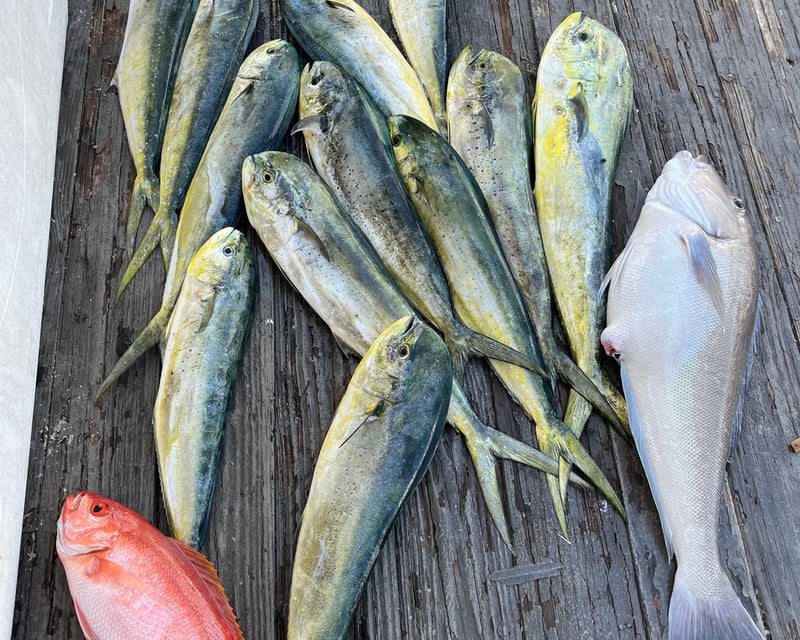 Private Offshore Mahi & Tuna Fishing in Islamorada
