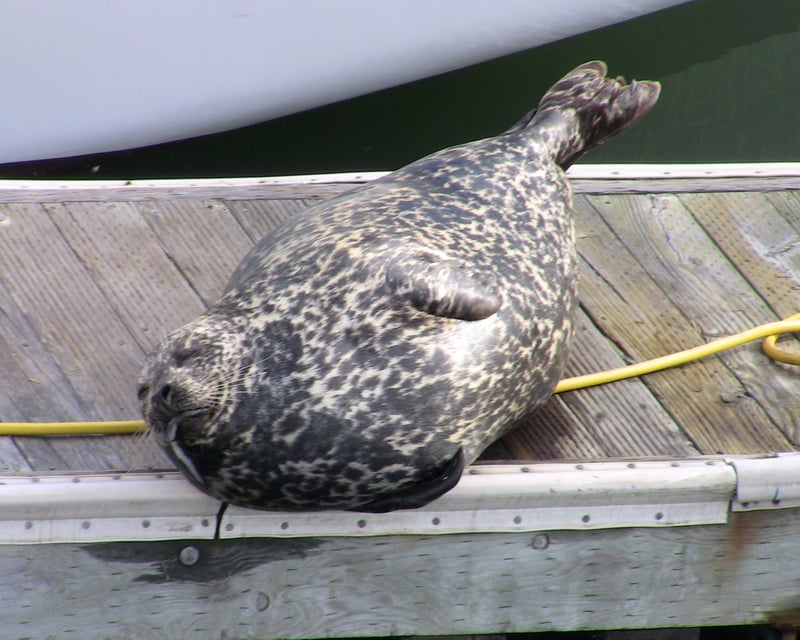 Santa Cruz Shark & Wildlife Cruise
