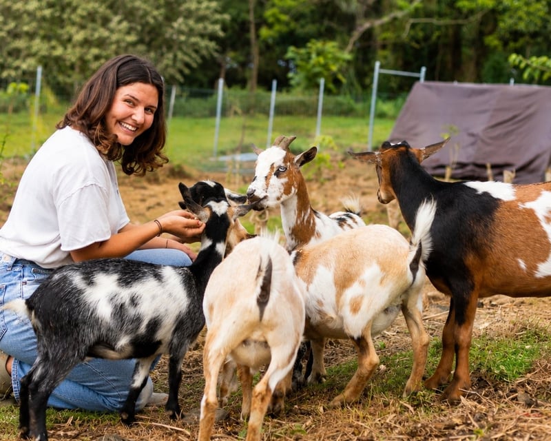 Dwarf Goat Feeding & Petting on a Kailua-Kona Coffee Farm