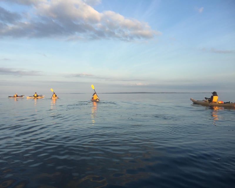 Private Kayak & Paddleboard Wildlife Tour in Oak Bluffs