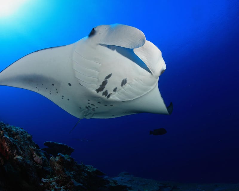 Kailua-Kona Manta Ray Night Snorkeling Tour