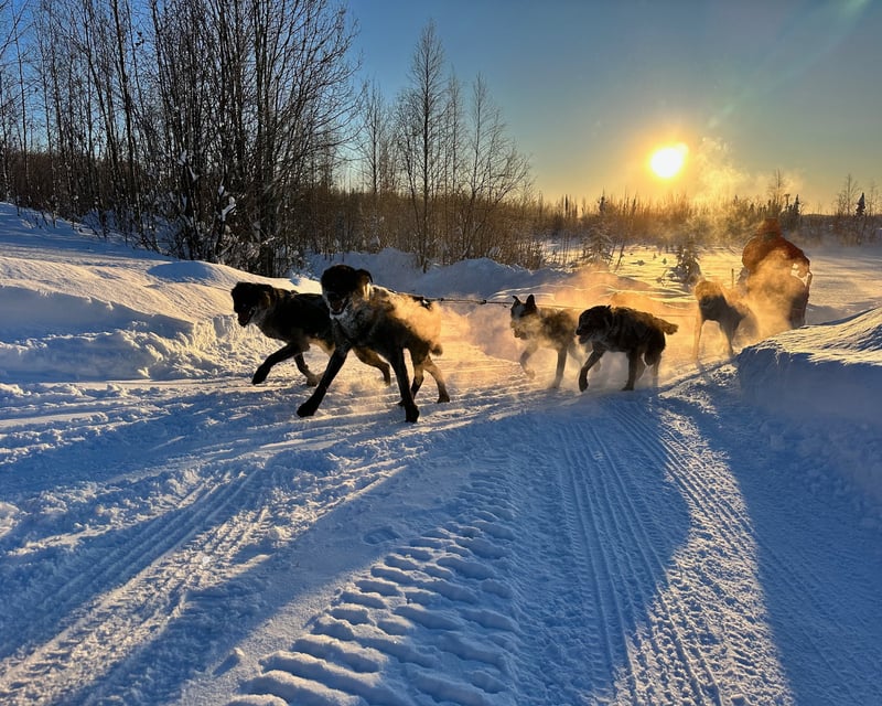 Learn to Mush: Drive Your Own Alaskan Husky Team