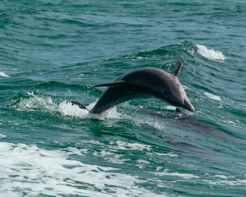Private Dolphin Watching Tiki Boat Tour in Port Aransas