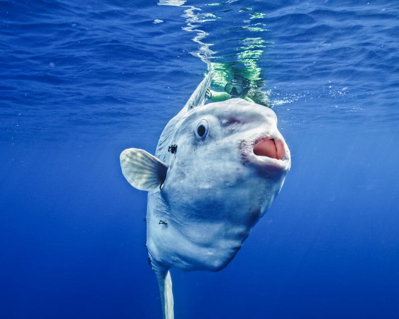 Offshore Mola Mola Snorkeling Trip in San Diego