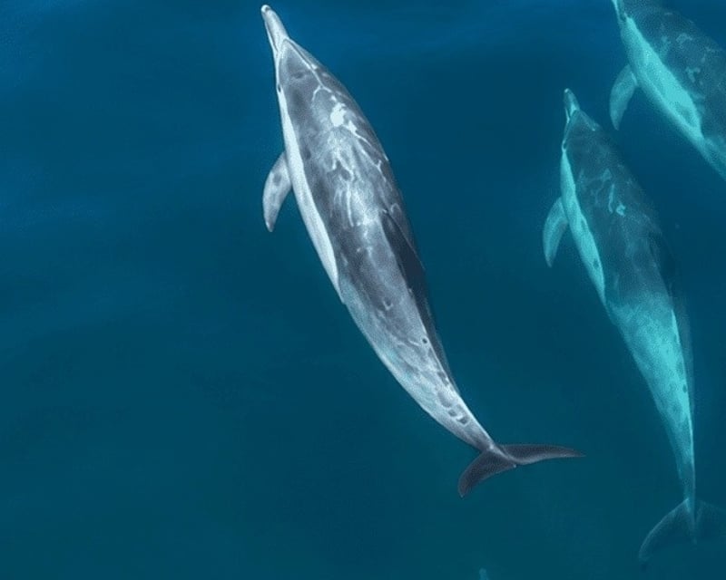 Private Wildlife & Coastal Boat Charter in Santa Barbara