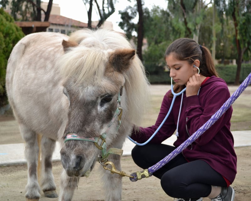 Rancho Santa Fe Full-Day Veterinarian Camp