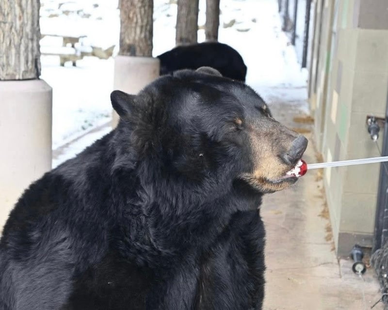North American Black Bear Encounter in Grove City