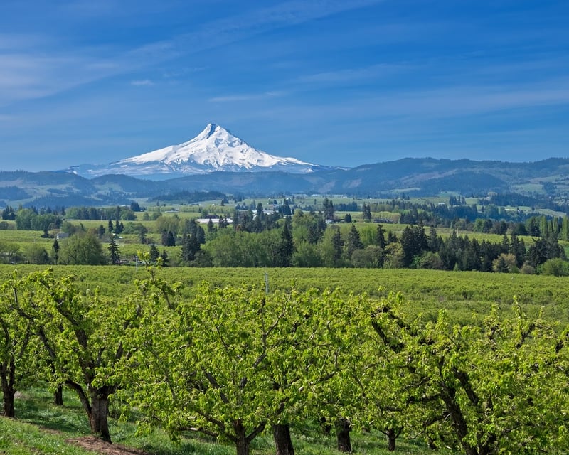 Hood River Fruit Loop E-Bike Rental
