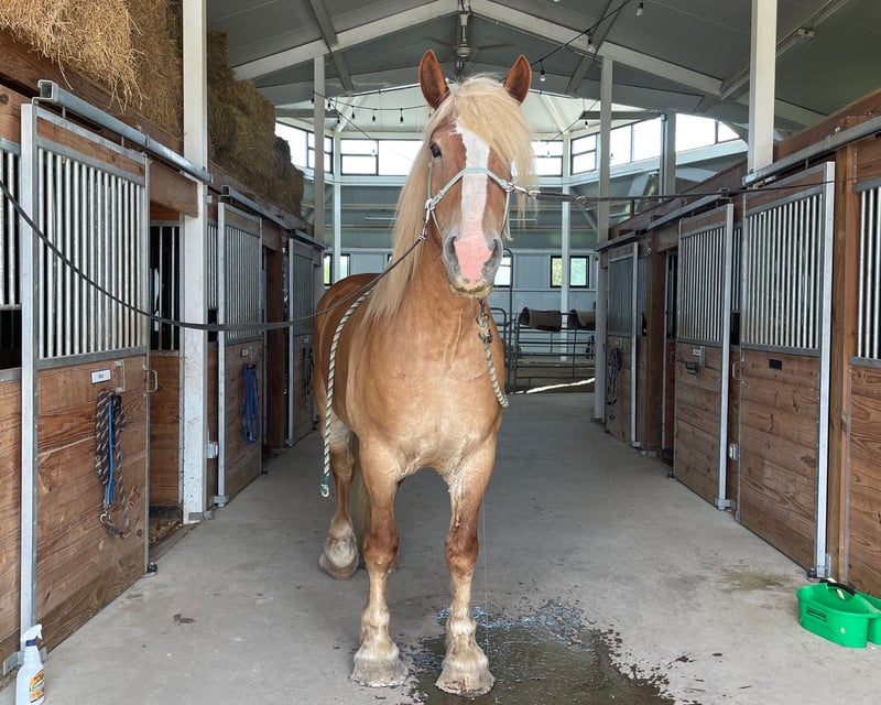 First-Time Horse Experience in Noblesville
