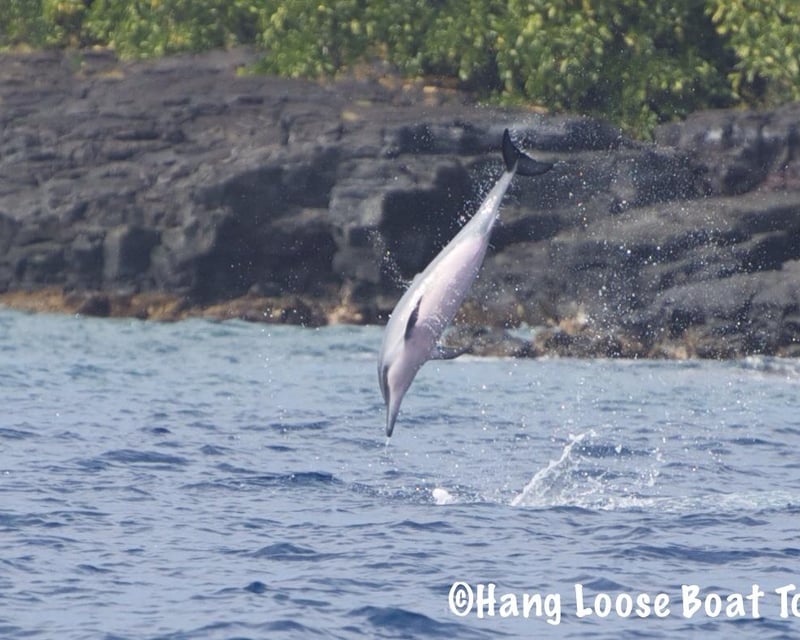 Snorkel Kealakekua Bay & Kona Coast 4-Hour Cruise