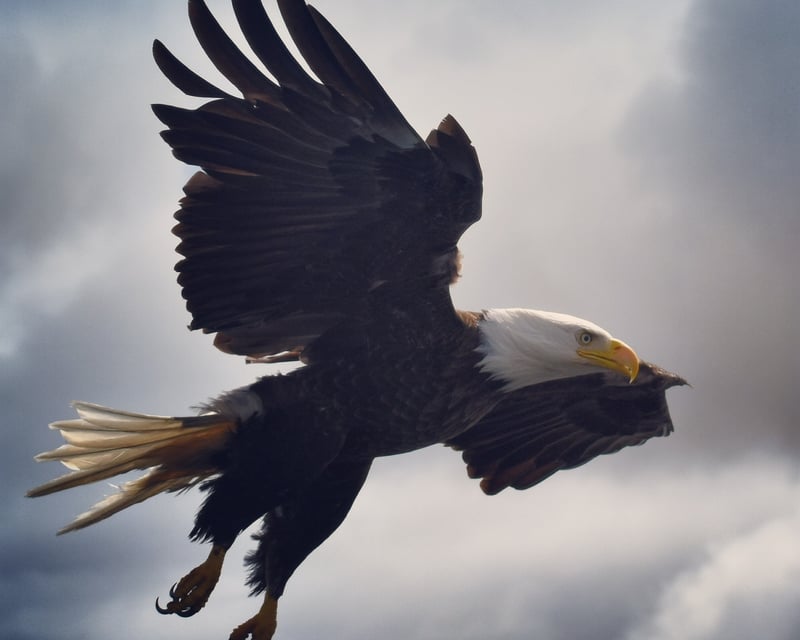 Ketchikan 1.5-Hour Whale Watching Tour