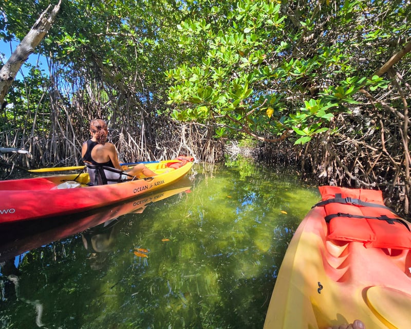 Private Mangrove Eco Paddle Tour Near Key West
