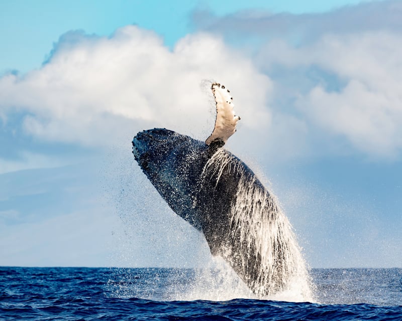 Waikiki Whale Watching Cruise With Hydrophone