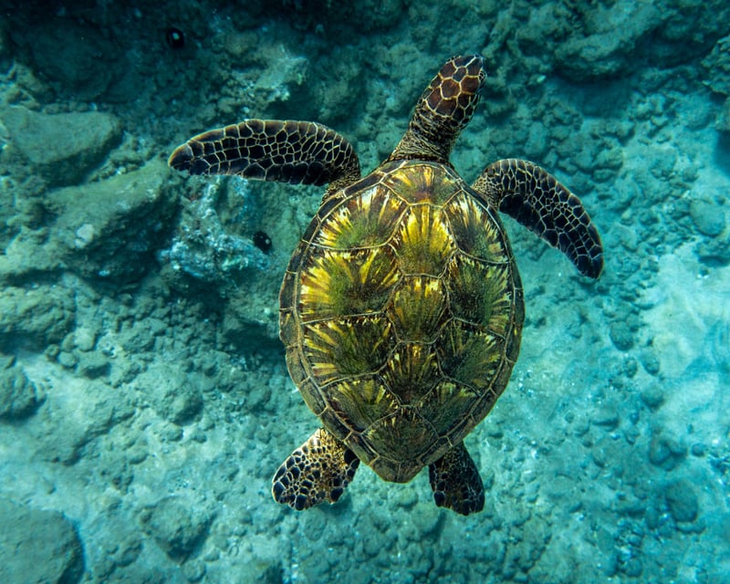 Guided Turtle Town Snorkeling Tour