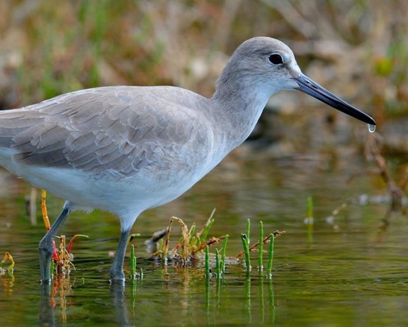 3-Hour Guided Swamp Walk in Fakahatchee Strand