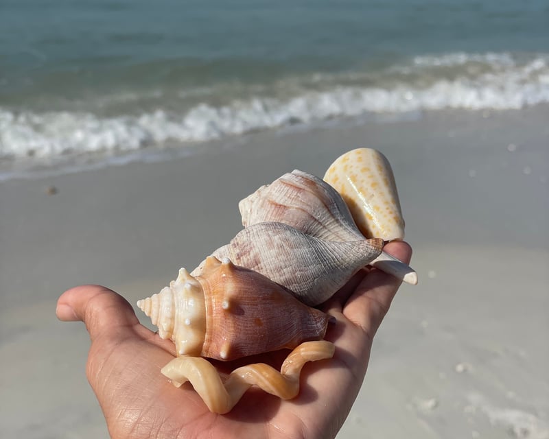 Private Dolphin & Shelling Boat Tour in Fort Myers Beach