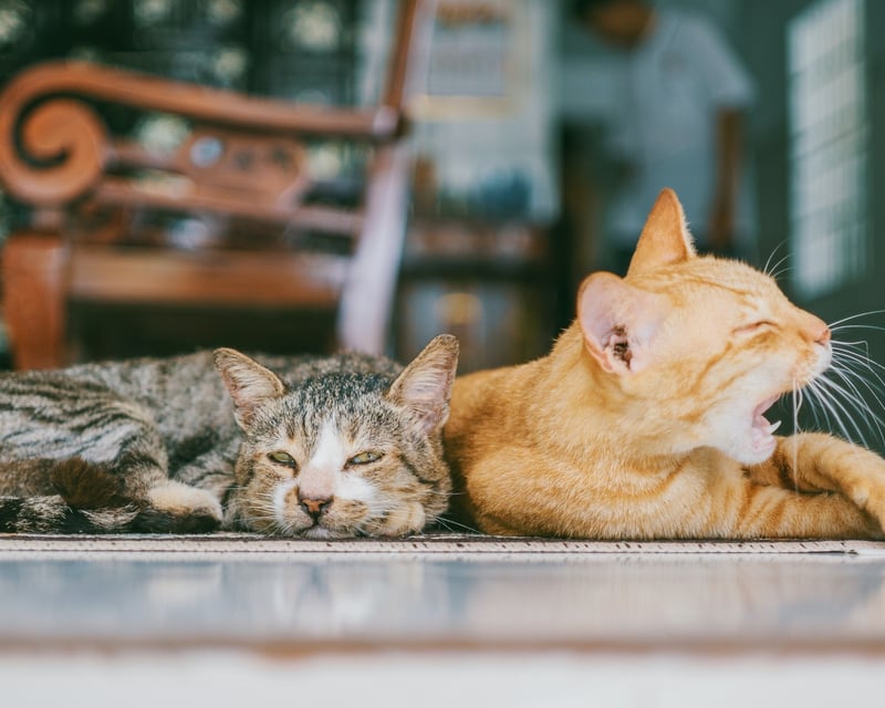 Cat Café Visit with Adoptable Cats in Reno