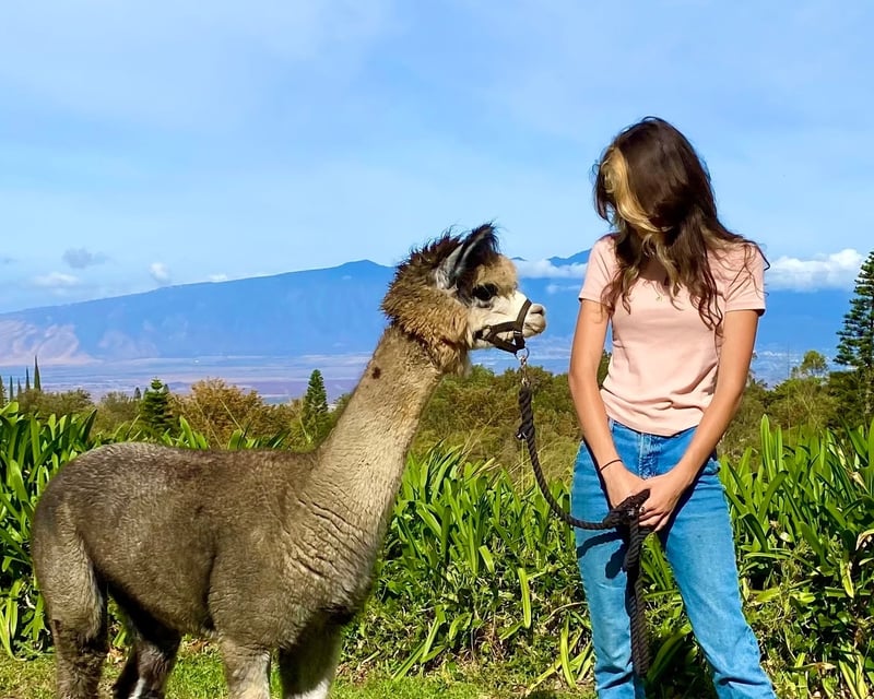 Private Alpaca Trekking & Farm Tour in Makawao, Maui