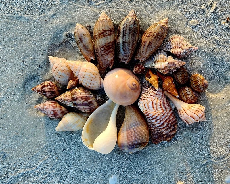 Keewaydin Island Shelling & Dolphin Cruise From Naples