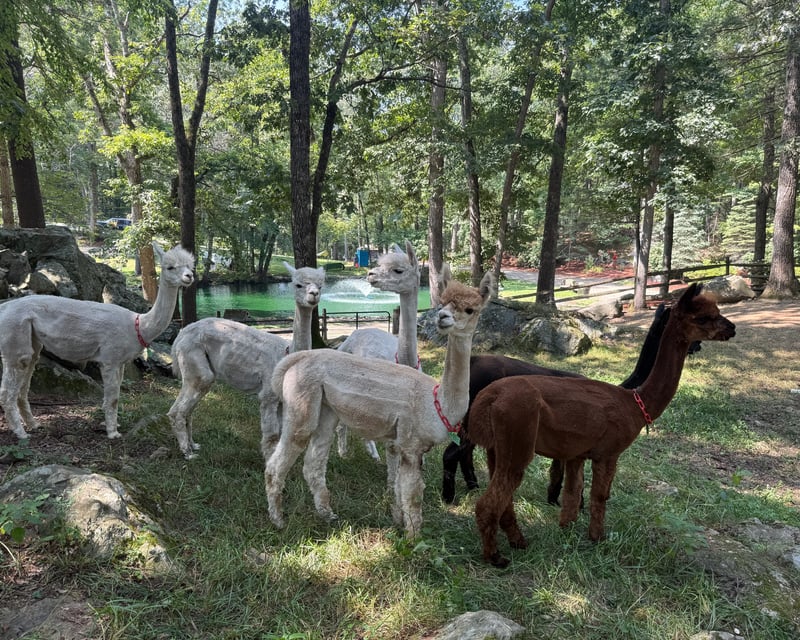 Alpaca Meet & Feed in Georgetown