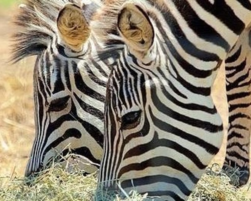 Plumpton Park Zoo Group Admission in Rising Sun, MD