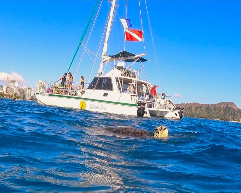 Waikiki Sea Turtle Snorkel Tour on a 40' Catamaran