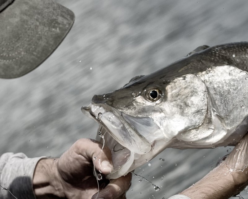Private Inshore Fishing Charter in Clearwater & St. Pete