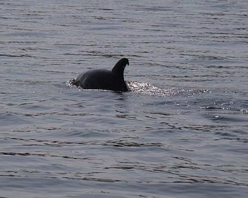 2-Hour Wildlife Boat Tour in Fernandina Beach