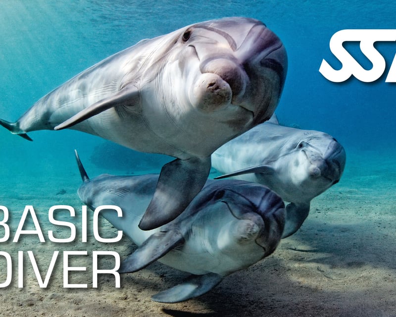 Guided Basic Scuba Diving at Looe Key