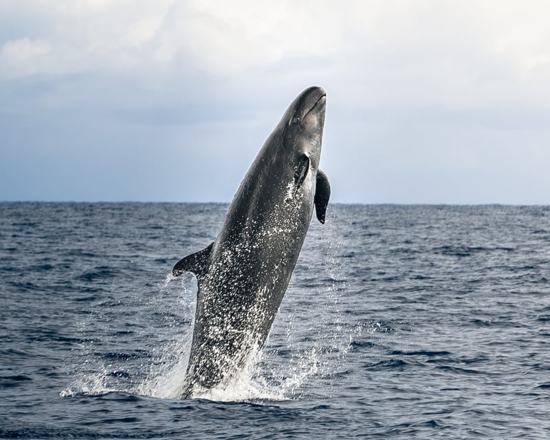 Offshore Dolphin & Whale Watching in Kona