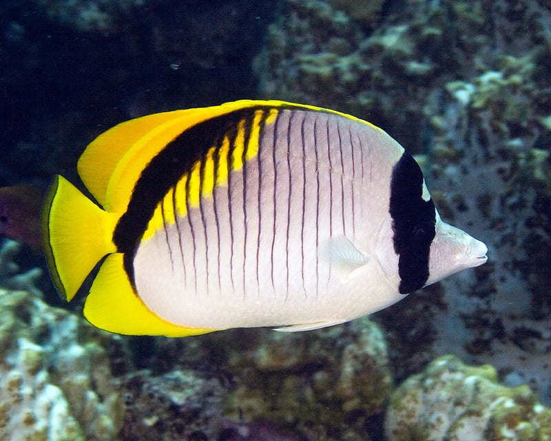 Kailua-Kona Fish Identification Diving Course