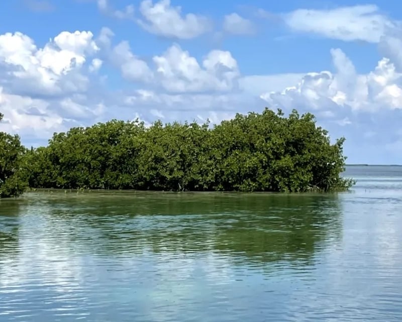Everglades & Florida Bay Eco Boat Tour from Islamorada