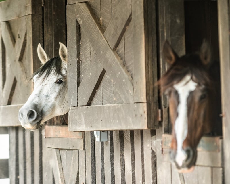 1-Hour Guided Horseback Ride in Shenandoah
