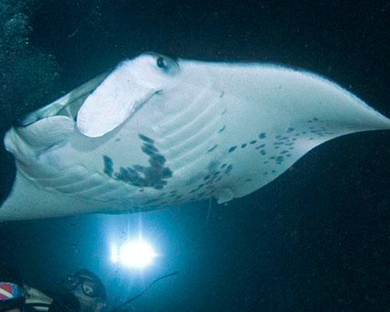 Evening Manta Ray Snorkel or 1-Tank Dive in Kona