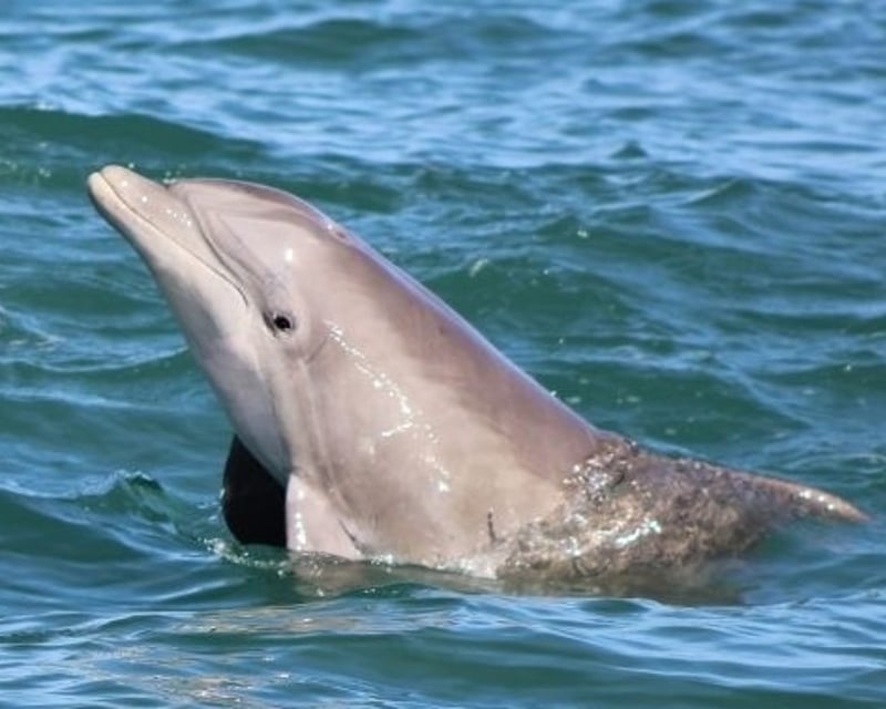 Private Dolphin & Wildlife Boat Tour in Panama City