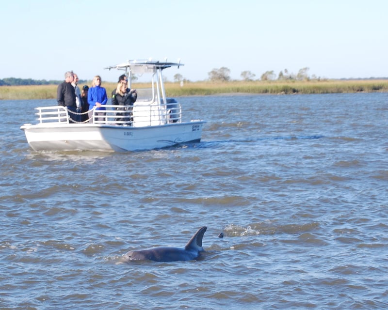 Explore Charleston on a 1.5-Hour Dolphin Eco Tour
