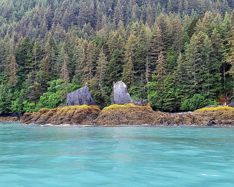 3-4 Hour Guided Kayak Tour of Resurrection Bay