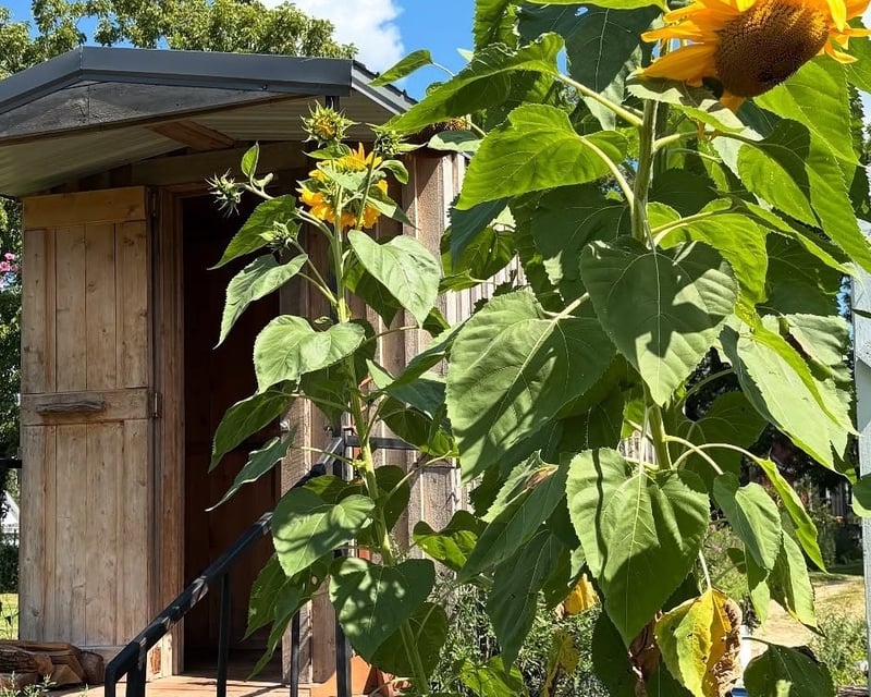 Sauna & Cold Therapy Rental in Sharon
