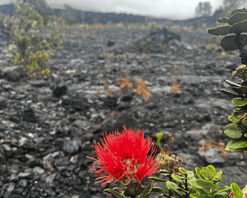 Guided 9-Hour Hawaii Volcanoes Tour From Hilo