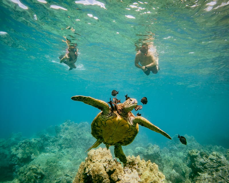 Discover the Magic of Coral Garden’s Turtle Town