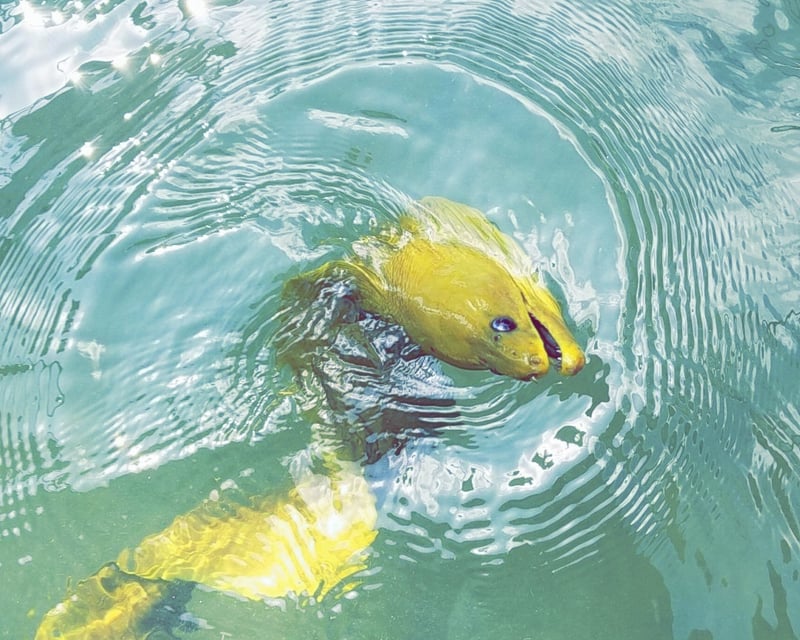 Trash Cleanup Charter in Islamorada